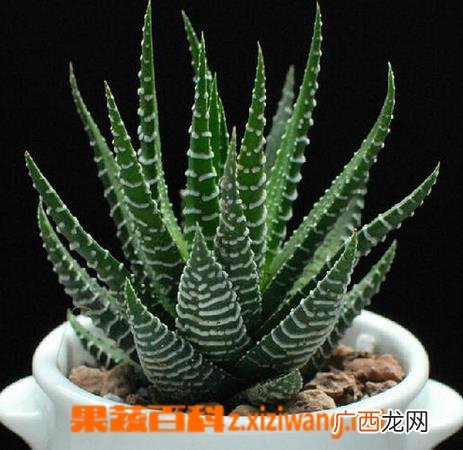 条纹十二卷图片 条纹十二卷怎么养