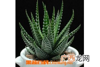 条纹十二卷图片 条纹十二卷怎么养