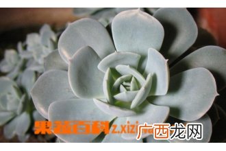 宝石花怎么养 宝石花图片