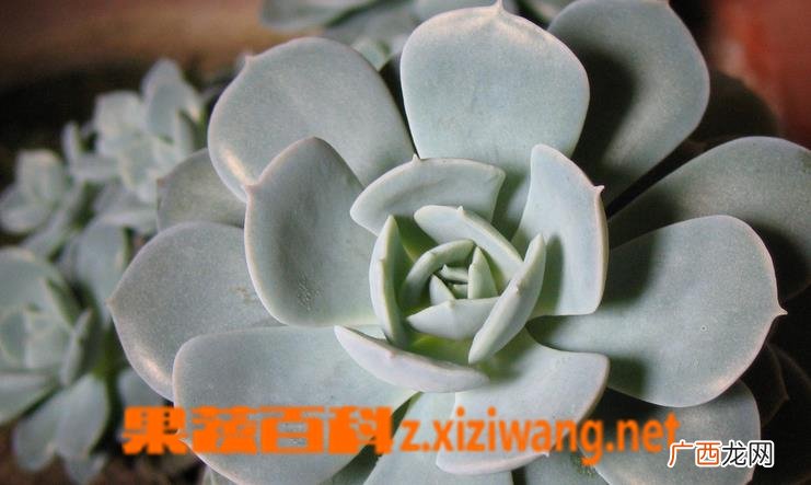 宝石花怎么养 宝石花图片