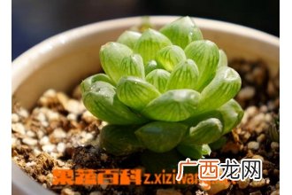 姬玉露怎么养 姬玉露图片