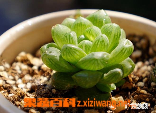 姬玉露怎么养 姬玉露图片