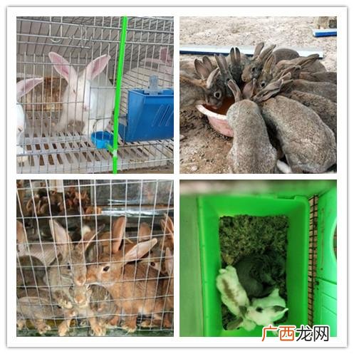 山西哪里有养殖鸸鹋的 大庆鸸鹋养殖基地在哪