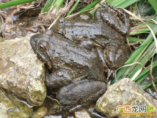 石蛙养殖技术视频 岩蛙养殖报告