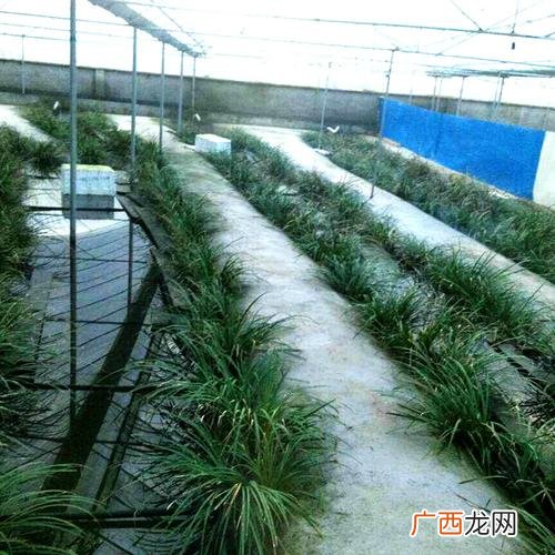 石蛙养殖技术视频 岩蛙养殖报告