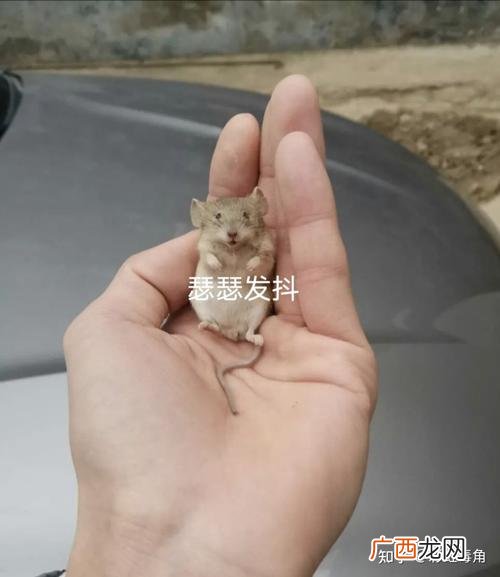 养殖老鼠有什么用途 老鼠好养殖吗