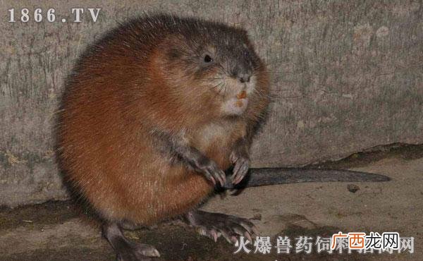 养殖老鼠有什么用途 老鼠好养殖吗