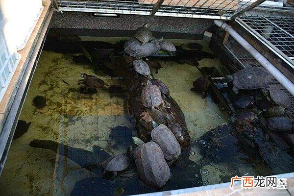 养龟为什么不能养双 乌龟养殖杂志