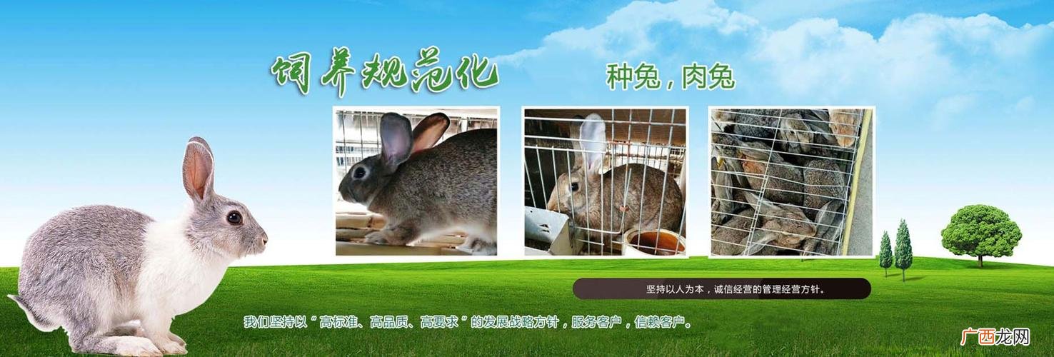 兔子养殖技术大全 山兔养殖技术