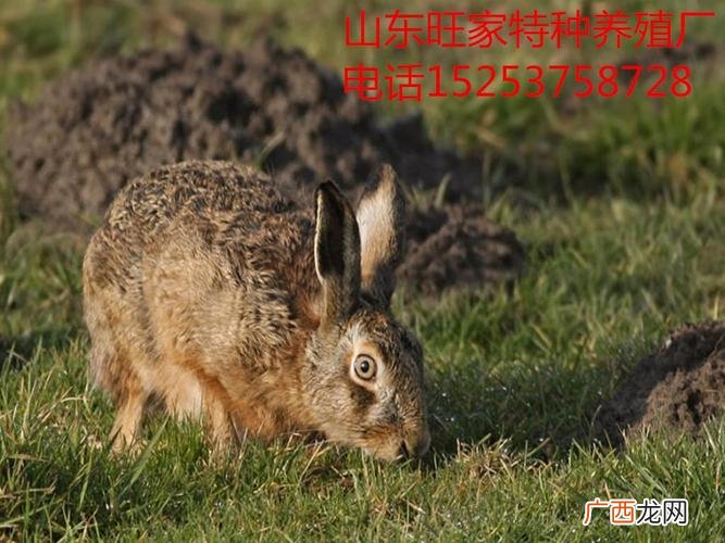 兔子养殖技术大全 山兔养殖技术