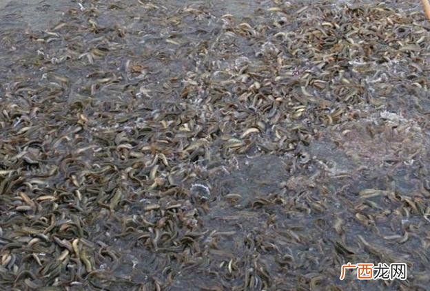 小型热带鱼用纯净水可以养吗 清水可以养殖