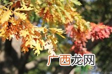女性秋季防燥需注意哪些？女性秋季防燥吃什么？