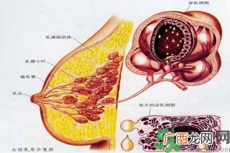 乳腺增生治疗方法是什么？乳腺增生的检查方法有哪些？