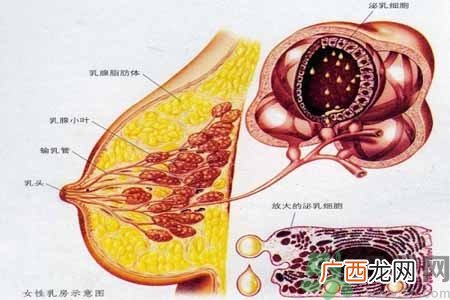乳腺增生可以怀孕吗？如何预防乳腺增生？
