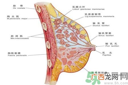乳腺增生可以怀孕吗？如何预防乳腺增生？