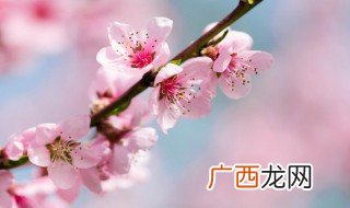 桃花一次泡几朵 桃花每次泡几朵合适