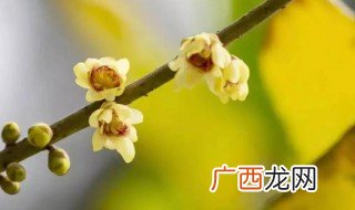 腊梅花一次能泡几朵水 蜡梅花的功效