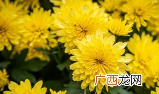 贡菊一次泡几朵合适 泡菊花茶注意事项