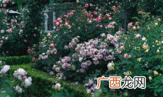 月季花一次泡几朵 月季花泡水每次几朵合适