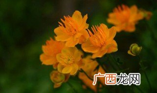 金莲花一次泡几朵花合适 金莲花泡水喝的功效