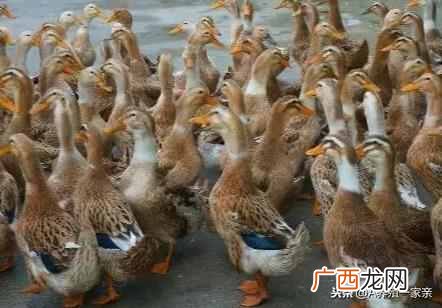 怎样养鸭子不生病 小鸭子怎么养成活高