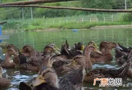 怎样养鸭子不生病 小鸭子怎么养成活高
