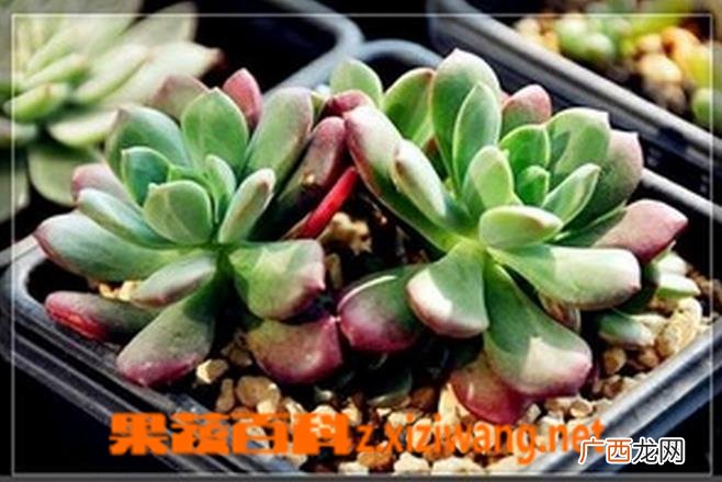 红稚莲图片 红稚莲怎么养