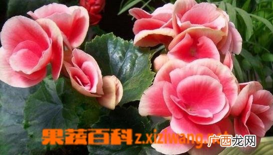 四季秋海棠的种植方法
