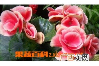 四季秋海棠的种植方法