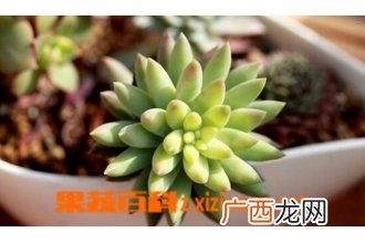 多肉植物千佛手怎么养
