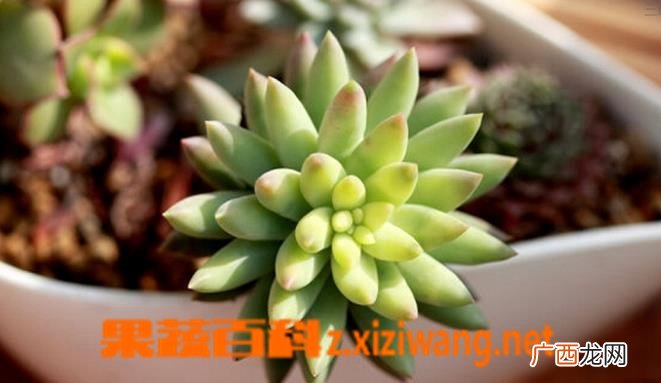 多肉植物千佛手怎么养