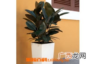 印度橡皮树怎么养