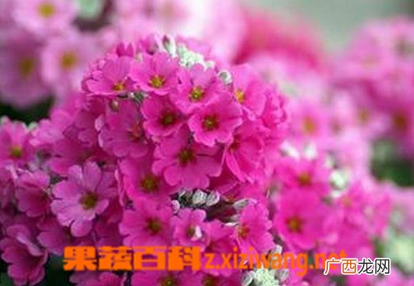 美女樱的种植方法