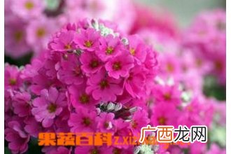 美女樱的种植方法