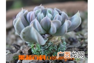 多肉植物特玉莲怎么养