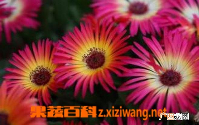 松叶菊图片 松叶菊怎么种