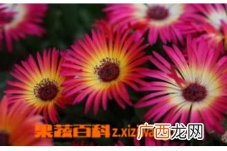 松叶菊图片 松叶菊怎么种