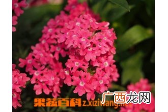 宿根福禄考怎么养