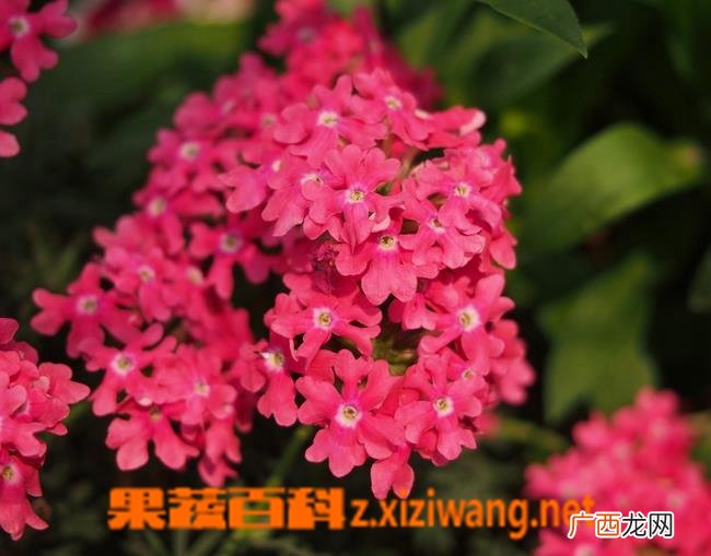 宿根福禄考怎么养