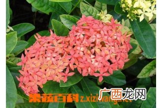 龙船花的种植方法