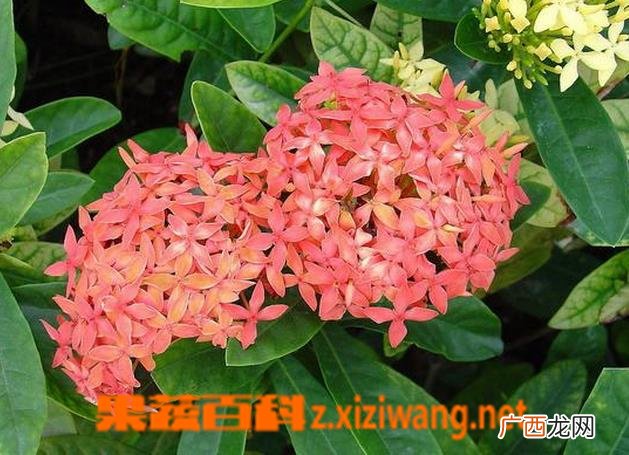 龙船花的种植方法