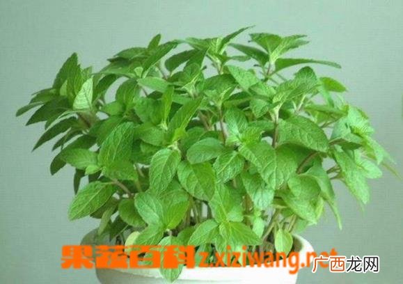 美国薄荷的种植方法