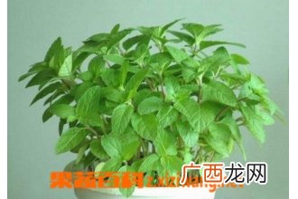 美国薄荷的种植方法