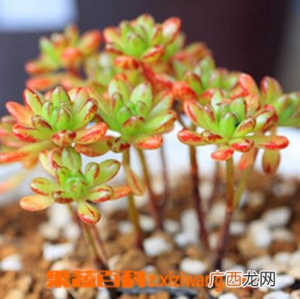 多肉植物小人祭怎么养