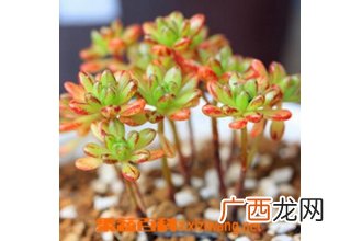 多肉植物小人祭怎么养