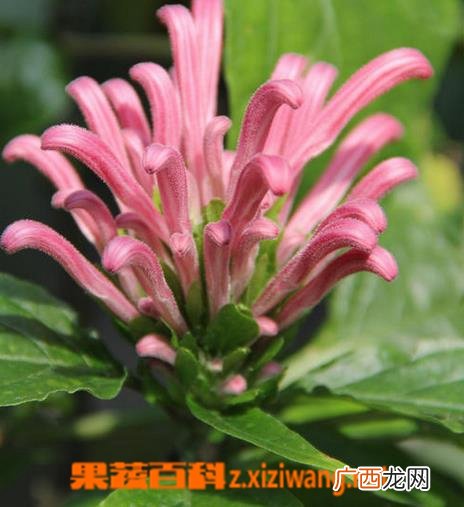 珊瑚花图片 珊瑚花怎么种