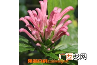 珊瑚花图片 珊瑚花怎么种
