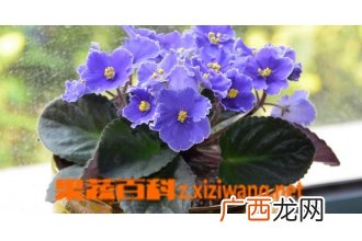 非洲紫罗兰怎么养