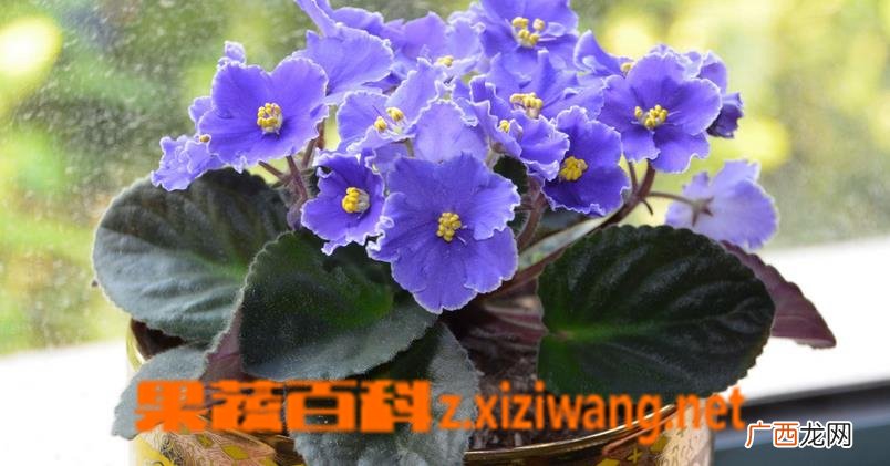 非洲紫罗兰怎么养