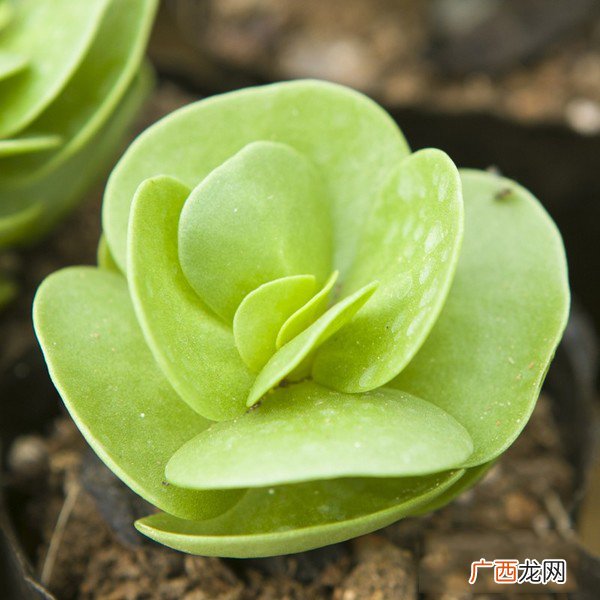 多肉植物金钱木怎么养
